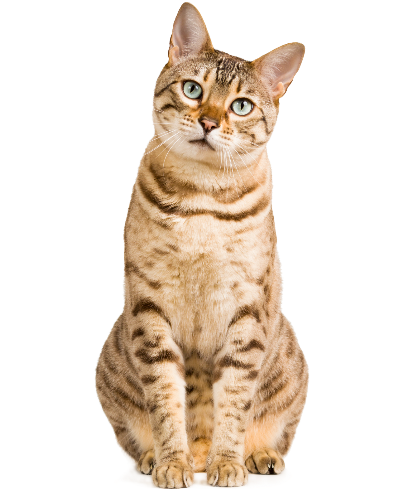 chanse chat 3